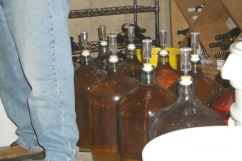 Lots of carboys, waiting to be siphoned.