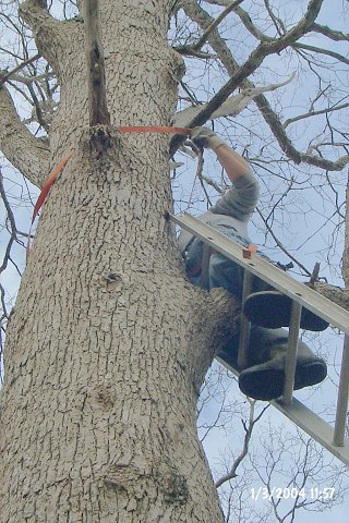 Success!  Once the webbing is secured around the tree, Tony will attach a pulley to it.