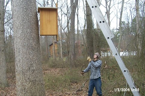"Houston, we have lift-off!"  The nesting box on its way up.  (It's facing backwards - notice the mounting board on the side away from the tree.)