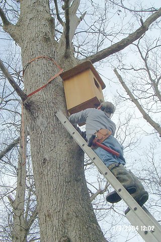 Maneuvering the nesting box into position.