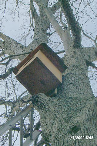 The mounted nestng box, just before we pack up the ladder and leave.  Now we wait for a barred owl in need of a home.