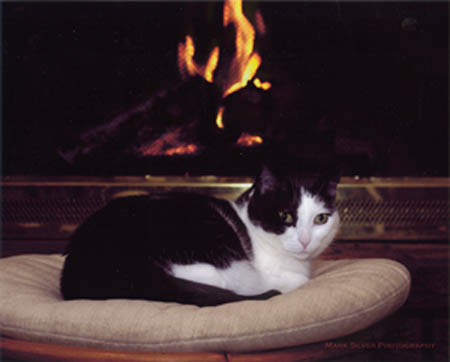 Photo: Our cat Molly lazing on a footstool in front of the fireplace. Photo by Mark Silver, www.buzzpics.com. Copyright © 2003 by Mark Silver.