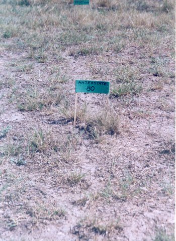 Texas, like a lot of southern states, suffers from fire ants.  They travel the same paths over and over, wearing the grass down to bare earth.  George Peters, the artist, saw these paths as an ant highway and put up tiny signs along one of the trails.  Other Junction attendees added more signs.