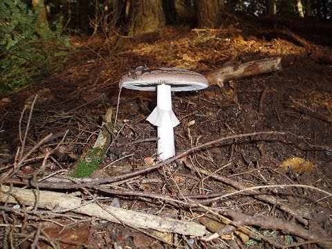 A ballerina mushroom.