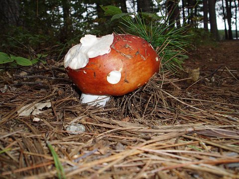 A tasty mushroom, behind the Baxter Park Information Center.