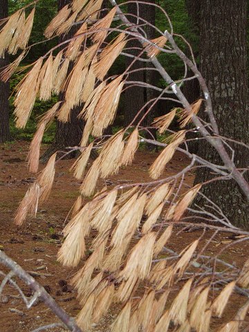 A fallen pine limb behind the Information Center.