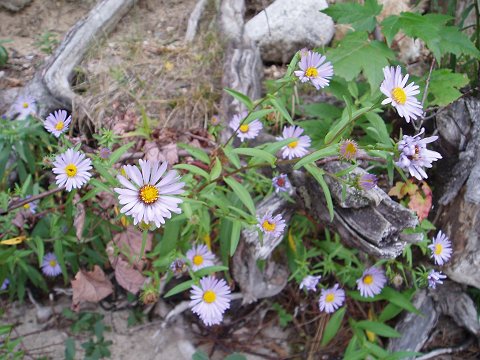 Mountain asters behind the Information Center.