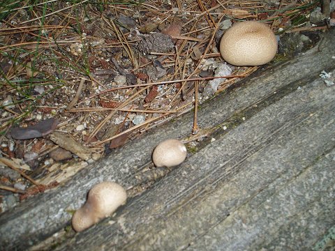 Puff-ball mushrooms behind the Information Center.