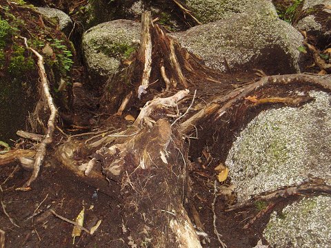 A typical stretch of trail - roots, mud, and boulders.