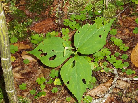 A trillium.