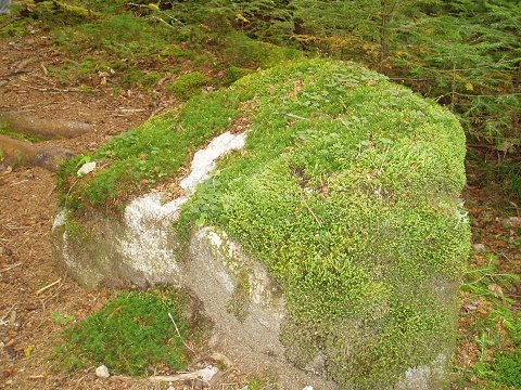 A moss-covered boulder.  The moss covers everything, in places many inches deep.