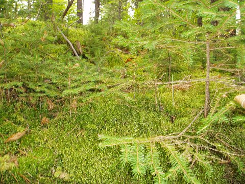 Small pine saplings, growing in the moss on a boulder.