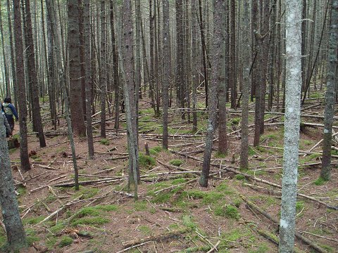 Off the trail there's deadfall everywhere.