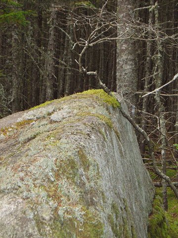 One of the local boulders and a close friend, just hanging out.