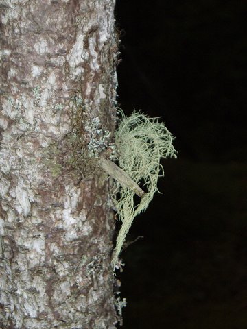 Moss on a tree.