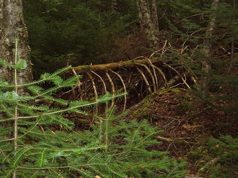 The ribs of a fallen tree.