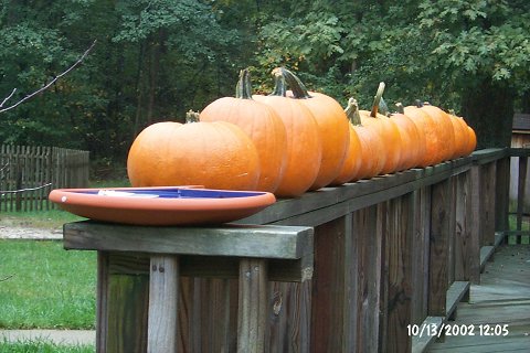 The 12 Little Pumpkins, a famous vaudeville troupe.