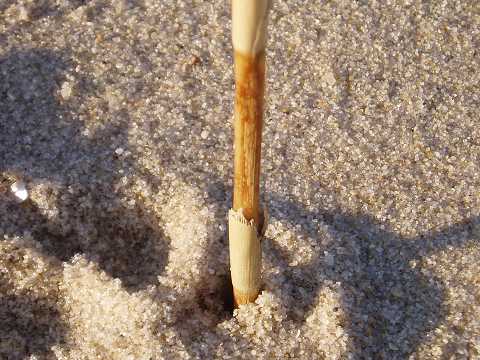 Dune grass. 