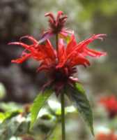 Bee balm Flower Essence