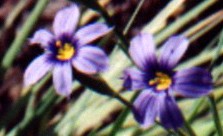 Blue-eyed Grass Flower Essence