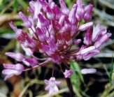 Brodiaea minor Flower Essence