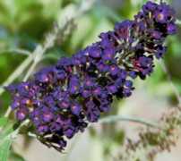 Butterfly Bush Flower Essence