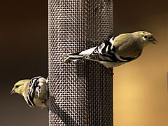 Two early-season goldfinches on a thistle feeder. Photograph by Mark Silver, www.buzzpics.com. Copyright © 2003, Mark Silver, all rights reserved.