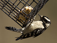 A downy woodpecker at a suet feeder. Photograph by Mark Silver, www.buzzpics.com. Copyright © 2003, Mark Silver, all rights reserved.