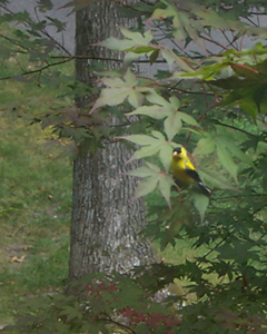 Photo of a male goldfinch sitting in a tree.