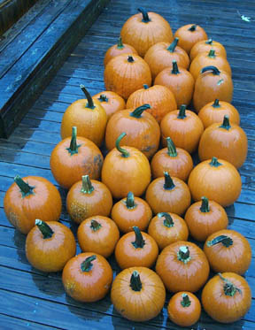 Photo: Lots of pumpkins waiting to be carved and cooked for the Potluck and Punkin Party.