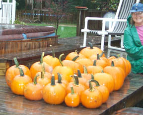 Photo: Cathy riding herd on lots of pumpkins waiting to be carved and cooked for the Potluck and Punkin Party.