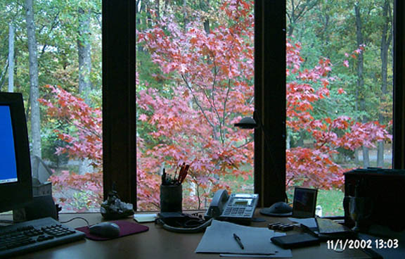 Photo: Red maple through a darkened office window.