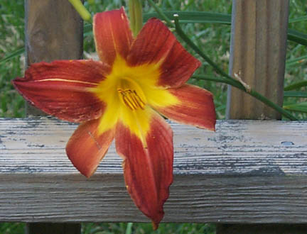 A red and yellow day lily poking through between two deck uprights.