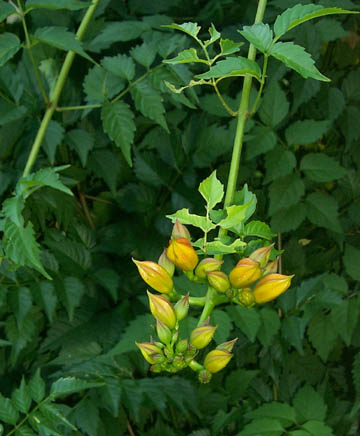 Buds on a trumpet creeper vine, just about to open into blooms.