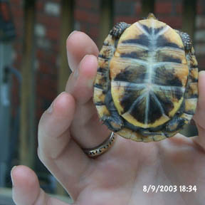 The bottom of a small box turtle.