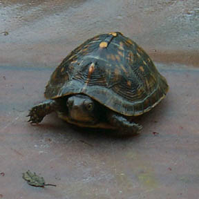 A small box turtle crawls towards the camera.